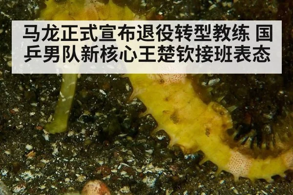 马龙正式宣布退役转型教练 国乒男队新核心王楚钦接班表态